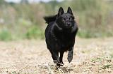 SCHIPPERKE 255